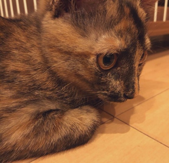 おもちゃが隙間に入り込んでしょんぼり