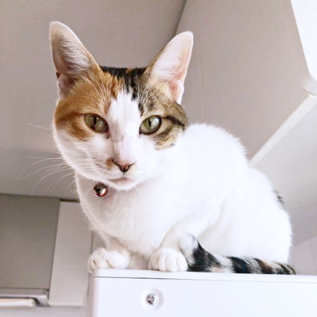 高所から飼い主さんをじっと見つめるるりちゃん（画像提供：ねこ好きさゆりんさん）