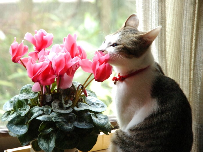 シクラメンに興味津々