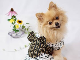 　さらさらロングなしっぽ　グルメなポメラニアンの「せぶん」