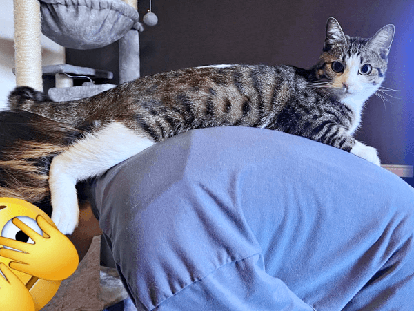 背中にのってくつろぐにものちゃん（画像提供：にものちゃんねる【保護猫日記】さん）