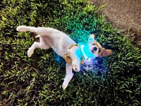 光る首輪がよくにあうぱやちゃん（画像提供：ぱやりんこさん）