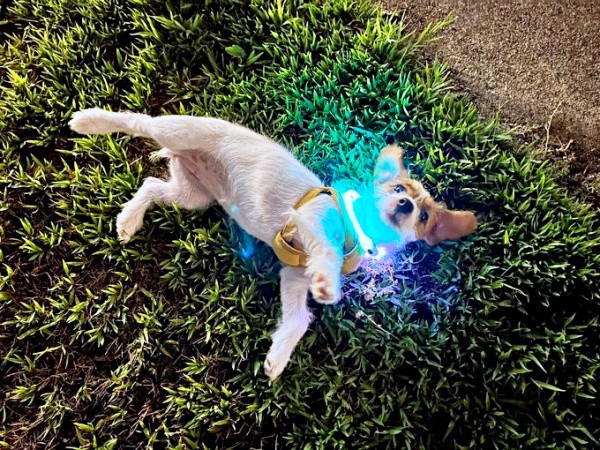 光る首輪がよくにあうぱやちゃん（画像提供：ぱやりんこさん）