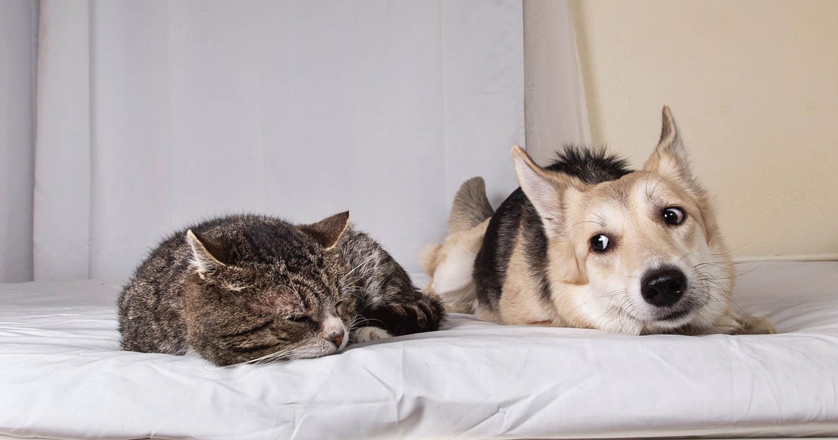 投稿募集 犬や猫の おもしろ写真 お寄せください クスッとする１枚待ってます 犬 猫との幸せな暮らしのためのペット情報サイト Sippo