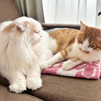 2024年2月、一緒にまったりタイムを過ごす（左から）モカちゃん、ミミちゃん