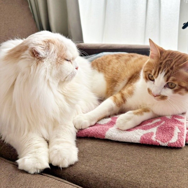 2024年2月、一緒にまったりタイムを過ごす（左から）モカちゃん、ミミちゃん