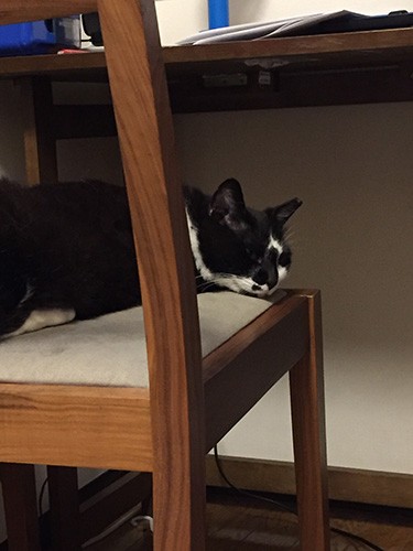 誰もいない時間は、息子の勉強机の椅子に臭い付けをするようになった（宏美さん提供）