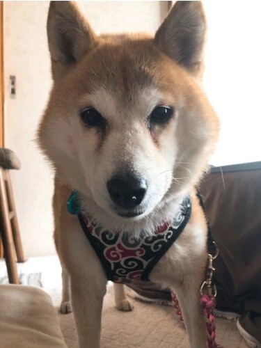 家にきたころの「しずく」