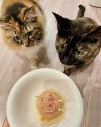 5歳のお誕生日を迎えた （左から）つくしちゃんとりりちゃん（画像提供：りりつくさん）