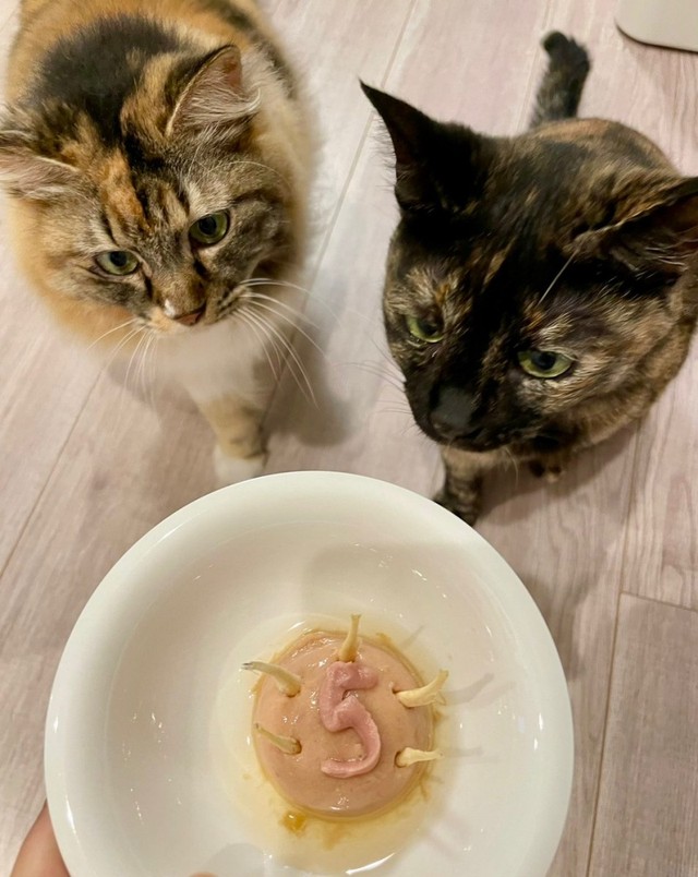 5歳のお誕生日を迎えた （左から）つくしちゃんとりりちゃん（画像提供：りりつくさん）
