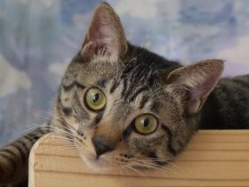 １歳の誕生記念で、別れた姉妹猫と再会　やっぱり似てる？！