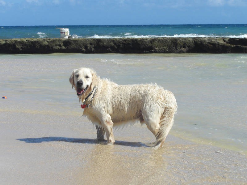 こんなに海がきれいな場所で育ったんだよ