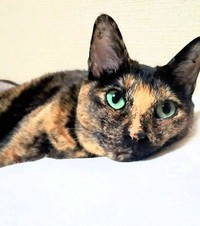 最期まで家族想いの猫だった