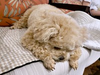 椅子の上に登ったけれどーーおりられなくて固まるふわちゃん（画像提供：ふわパパさん）