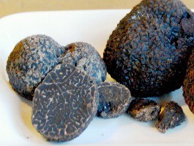 「きなこ」が見つけたのは「黒トリュフ」だった！　遺伝子を解析