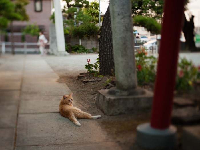「ここはお稲荷さん。僕と似たようなものさ」（小林写函撮影）