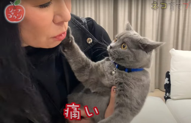 YouTubeチャンネル「リンゴのブカツ」では、タウザー君との毎日を折に触れ紹介（「#30【猫飼うブ】タウザー君の去勢に行ってきました！」よりキャプチャ）