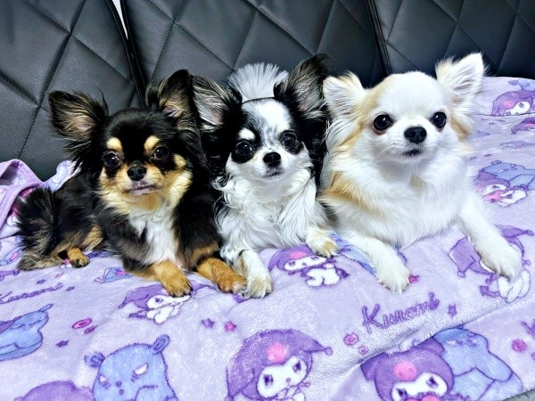 仲良し3きょうだい（左から）小梅ちゃん、小毬ちゃん、小羽ちゃん（画像提供：梅羽毬さん）