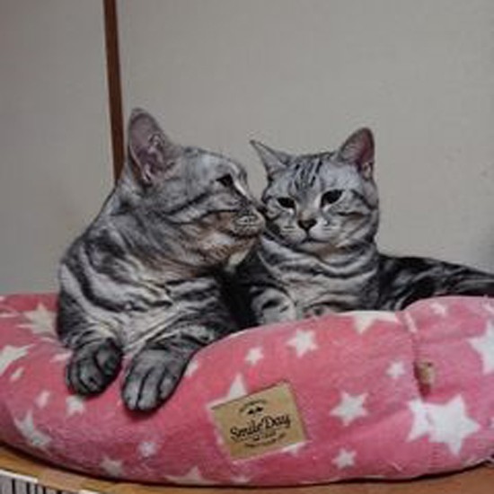 普段のらら（右）