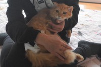 ボランティアの野口さんに命を救われたレオくん