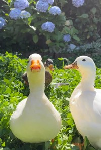 アジサイの前で3羽勢ぞろい！（提供：あひらあにごう＠✨ The best professional athlete 💫さん）