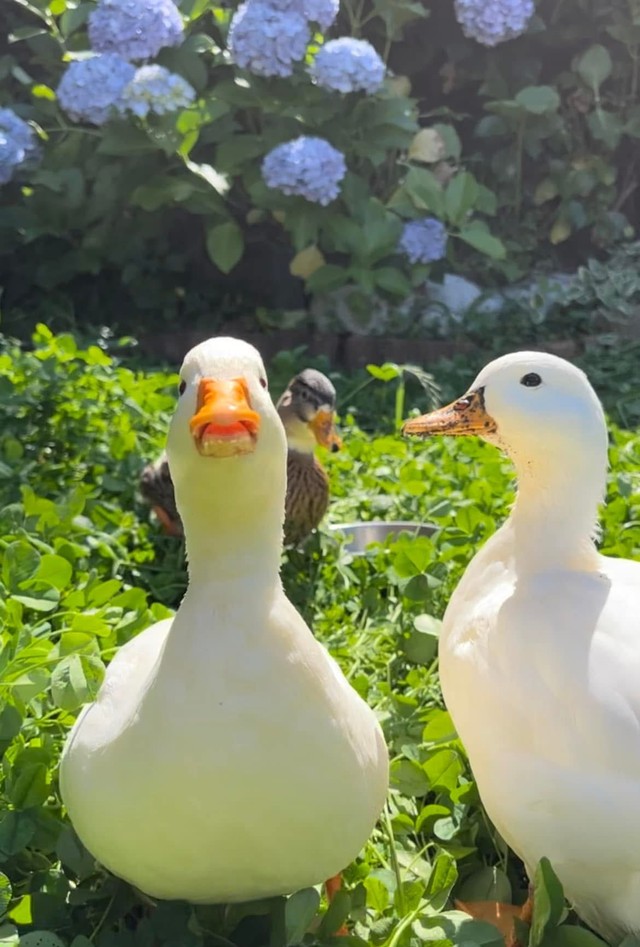 アジサイの前で3羽勢ぞろい！（提供：あひらあにごう＠✨ The best professional athlete 💫さん）
