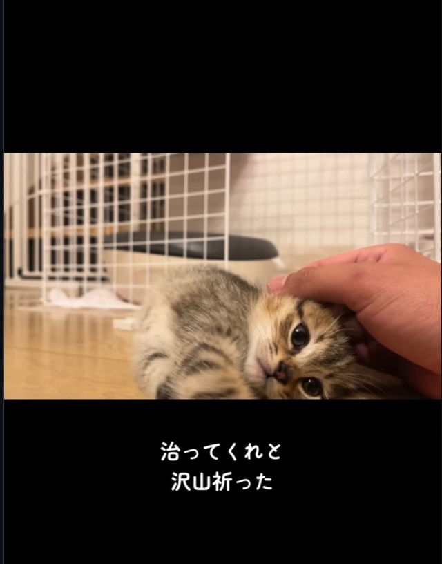 「こてん」と転ぶように横になる姿から、「てん」ちゃんに（「迷い猫てんちゃん┃Ten」さん提供、Instagramよりキャプチャ撮影）