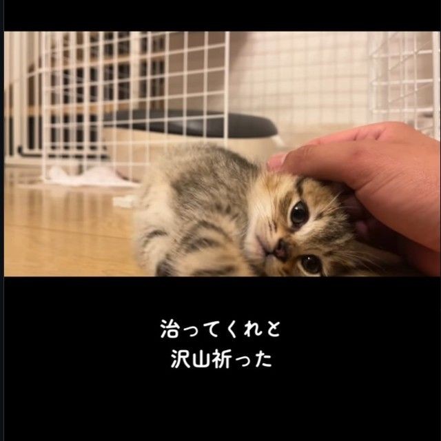 「こてん」と転ぶように横になる姿から、「てん」ちゃんに（「迷い猫てんちゃん┃Ten」さん提供、Instagramよりキャプチャ撮影）