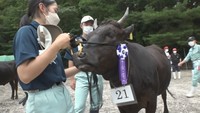 成牛メスの部で優等賞