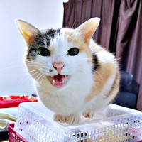 カゴの上にちょこんと座って「ニャー！」と鳴くウララちゃん（画像提供：リキペペさん）