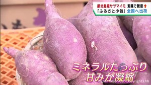 離島で育てたサツマイモをふるさと小包で全国へ　宮城・石巻市網地島