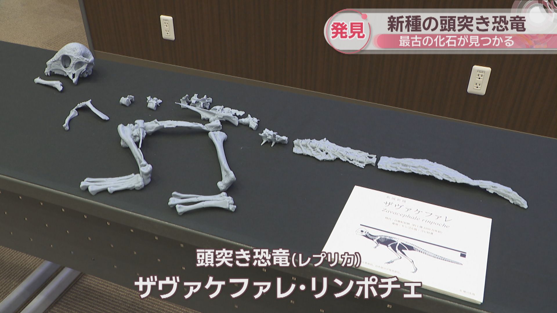 竜骨【中】恐竜 化石 詳細不明 希少なケラトサウルスの化石、45億円で落札 - CNN.co.jp