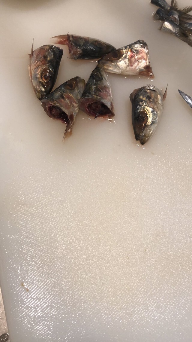 ......イワシが（提供：お菓子作り お嬢様さん）