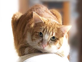 上手に香箱座りできたね　甘え下手な茶トラ猫「チャチャ」