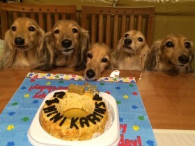 出産から看取りまで　ダックスの「大家族」に寄り添い続けた動物看護師の誓い