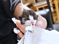 保護当日、ミルクを飲むめいちゃん（画像提供：奈神さん）