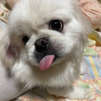 めちゃくちゃ甘えん坊だというボーノくん（提供：ボーノさん）