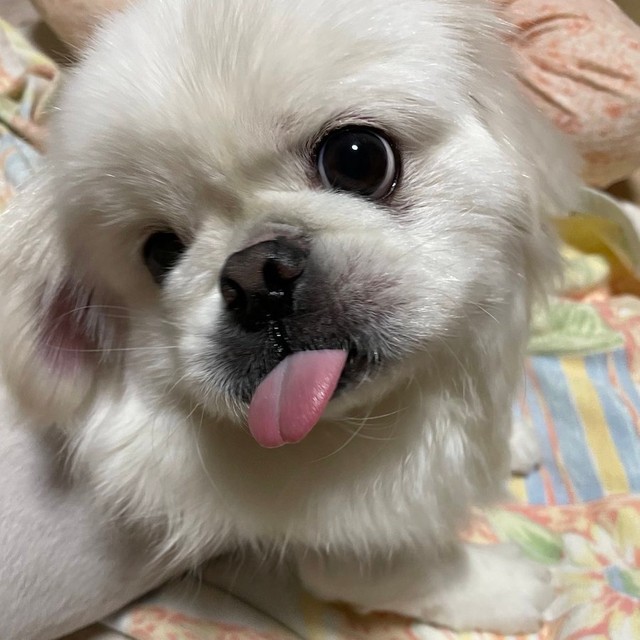 めちゃくちゃ甘えん坊だというボーノくん（提供：ボーノさん）