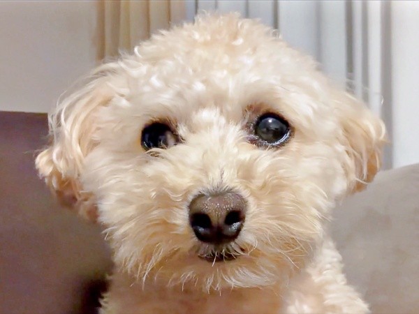 ぱっちりおめめが愛らしいこぐまちゃん。次の瞬間、変化がーー（画像提供：こぐまとこぐみさん）