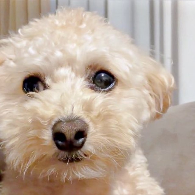 ぱっちりおめめが愛らしいこぐまちゃん。次の瞬間、変化がーー（画像提供：こぐまとこぐみさん）