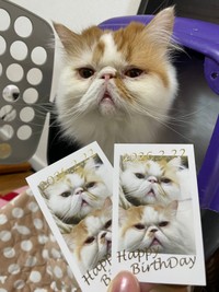 お店のスタッフとして活躍するちくわくん（画像提供：猫カフェmfmf／横浜駅さん）