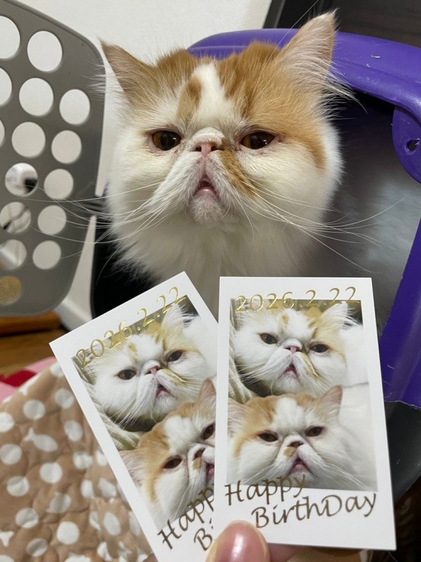お店のスタッフとして活躍するちくわくん（画像提供：猫カフェmfmf／横浜駅さん）