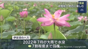 淡いピンク色のハスが見頃　多くの人が宮城・伊豆沼のはすまつりを楽しむ　　