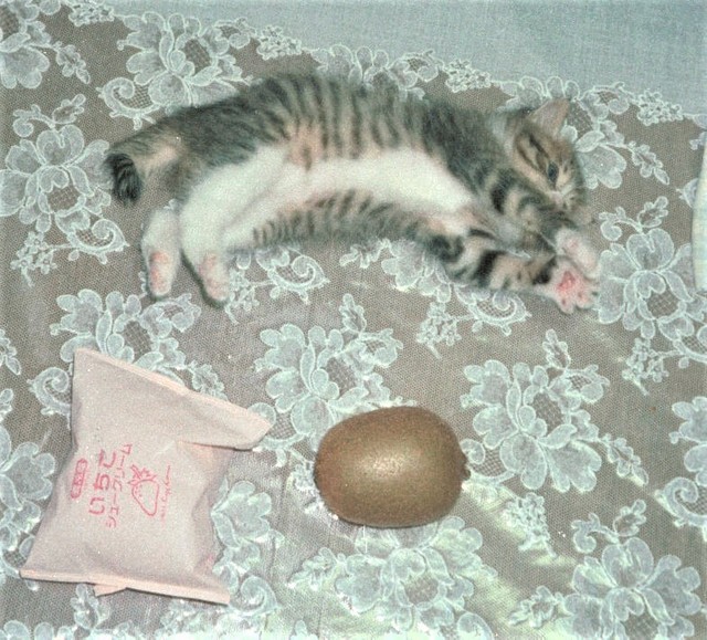 保護されたばかりのウッキーちゃん。キウイフルーツと並ぶと小ささがよく分かります