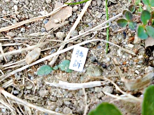 「勝訴」の紙を置いて立ち去るアリ（画像提供：八羽さん）