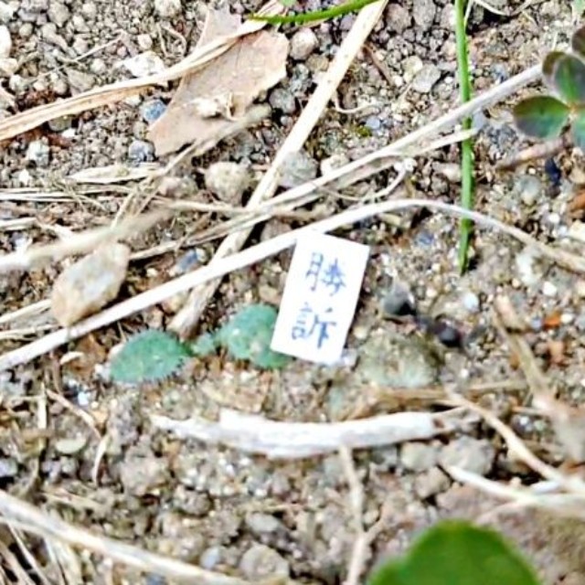 「勝訴」の紙を置いて立ち去るアリ（画像提供：八羽さん）