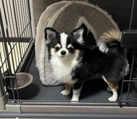 お迎えから1年。すくすく成長中のもちょちょちゃん（画像提供：もちょちょ愛してる。さん）