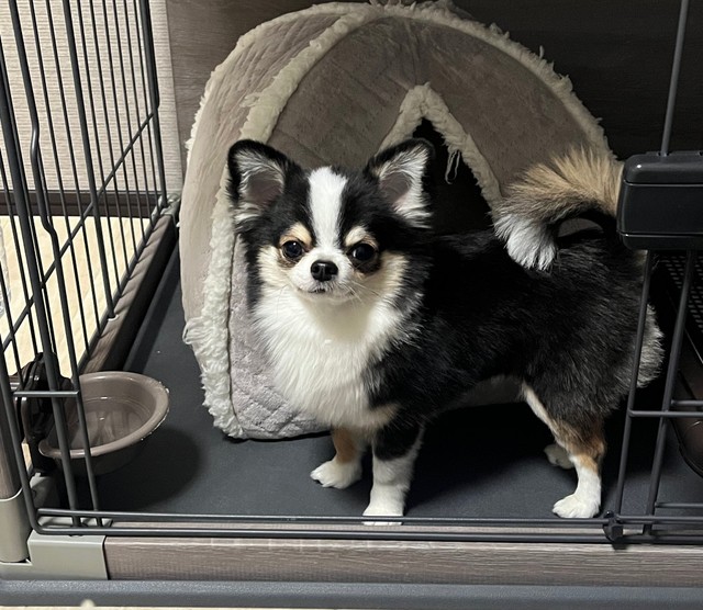 お迎えから1年。すくすく成長中のもちょちょちゃん（画像提供：もちょちょ愛してる。さん）