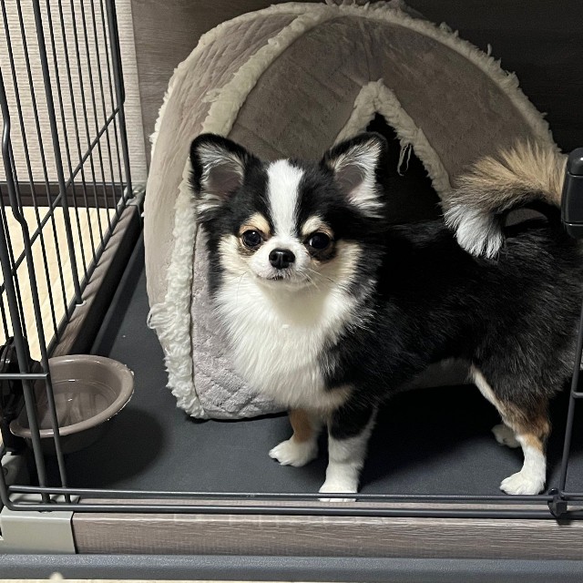 お迎えから1年。すくすく成長中のもちょちょちゃん（画像提供：もちょちょ愛してる。さん）