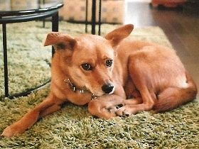 看板犬に期待した子犬は超シャイだった　家でレシピ開発の相棒に